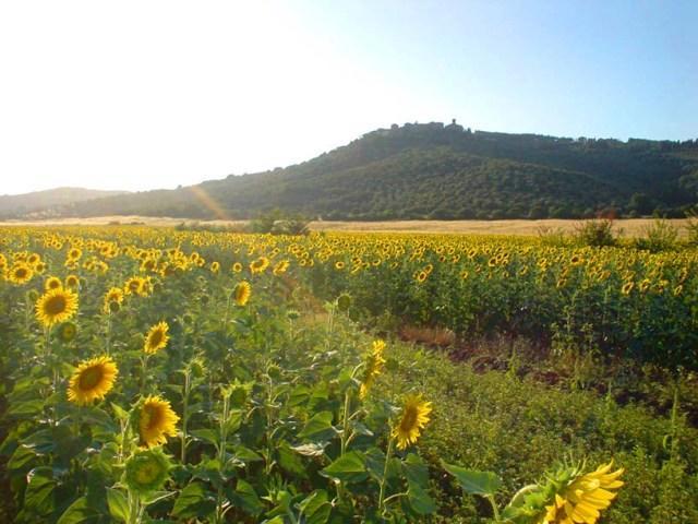 Agriturismo Lupo Vecchio Grosseto Luaran gambar